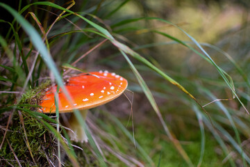 Pilz 