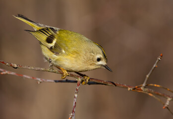 Goldcrest, regulus regulus. Winter sunny morning. The bird quickly flies from branch to branch in search of food