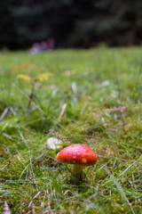 Pilz 