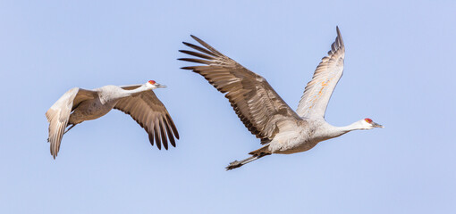 greylag goose in flight