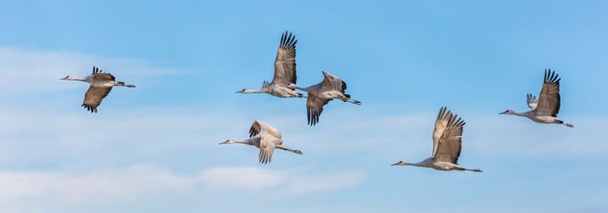 Birds in flight
