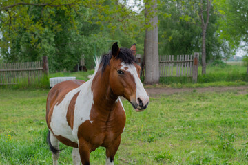 Fototapeta premium Pferd 