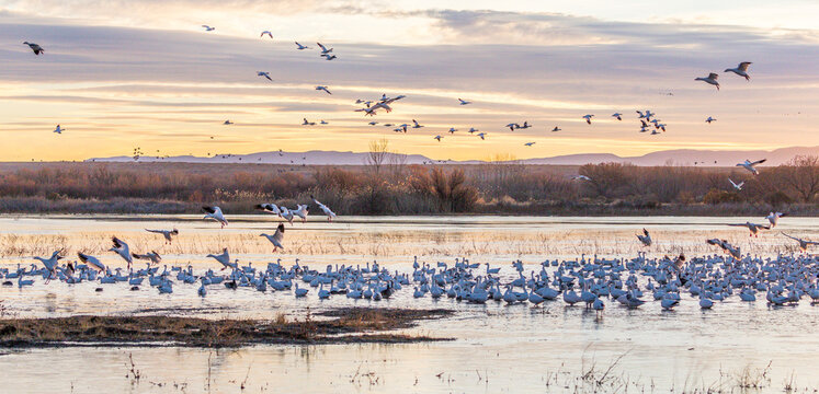 Snow Geese migration