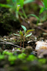 Two little plants .looks like a kid with her mother