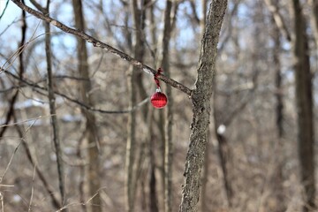 Ornament in the Forest