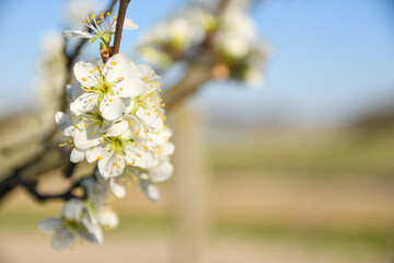 Fruit trees bloom in spring against a background of blue sky and other flowering trees. Close-up