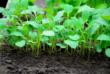 Young cabbage seedlings in the garden in spring. Concept of ecology, cultivation, agriculture.
