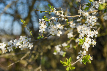 Fruit trees bloom in spring against a background of blue sky and other flowering trees. Close-up