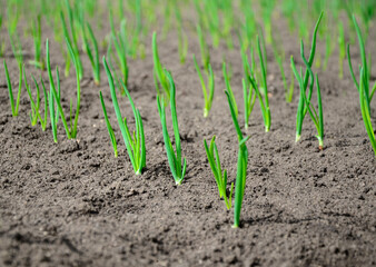 Young onion seedlings in the garden in spring. Concept of ecology, cultivation, agriculture.
