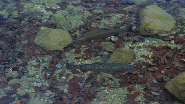 Fische schwimmen im Wasser, Badersee, Bayern, Deutschland