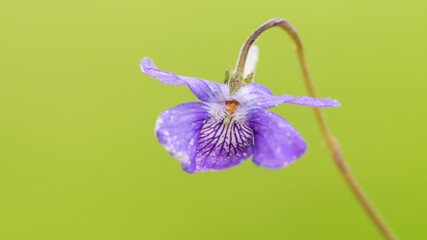 Dog Violet