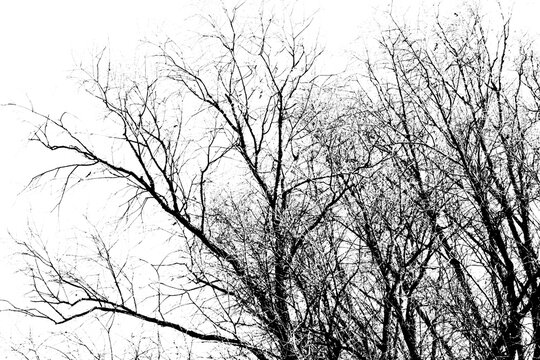 Silhouettes of a black tree without leaves isolated on a white background. negative photos of tree branches