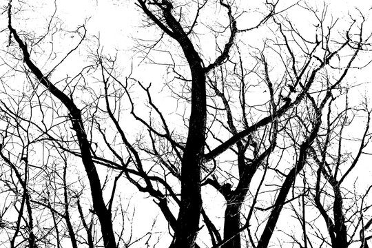 Silhouettes of a black tree without leaves isolated on a white background. negative photos of tree branches