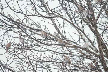 turtle doves sitting on a tree under the falling snow