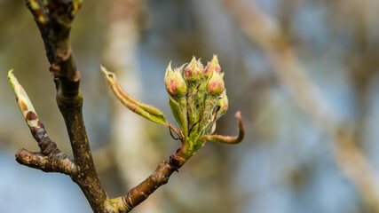 Pear Tree Blossom