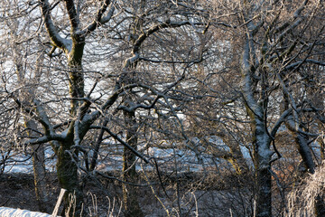 Woodland trees covered in snow