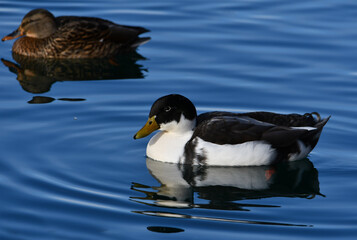 Hybrid cross of Mallard Duck and Domestic Duck
