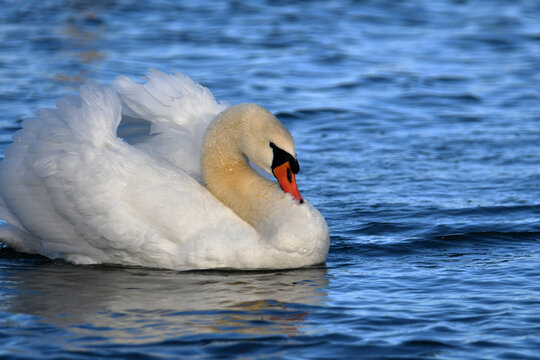 Mute Swan on lake