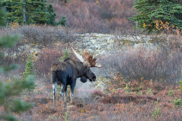 Alaska Yukon Bull Moose in Denali National Park in Autumn