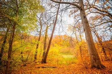 Golden autumn colors in the forest