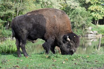 animals for zoo or similar background