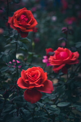 Red roses in the dark background.