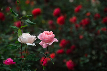 Obraz premium A white and a pink rose isolated in the white background