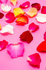 pink bright background with colored rose petals