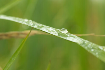 Obraz premium Morning dew over a leaf
