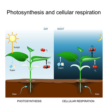 Photosynthesis and cellular respiration. comparison day and night for plant.