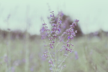 brun de lavande sud de la France
