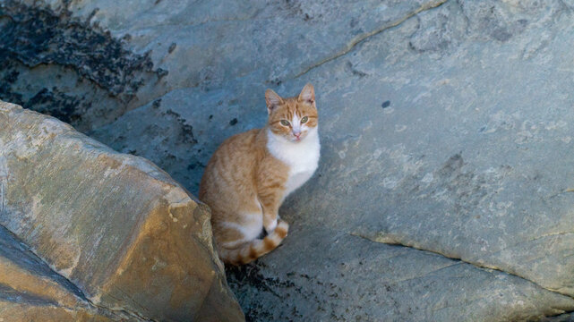photo of cats in the rocks on the sea coast