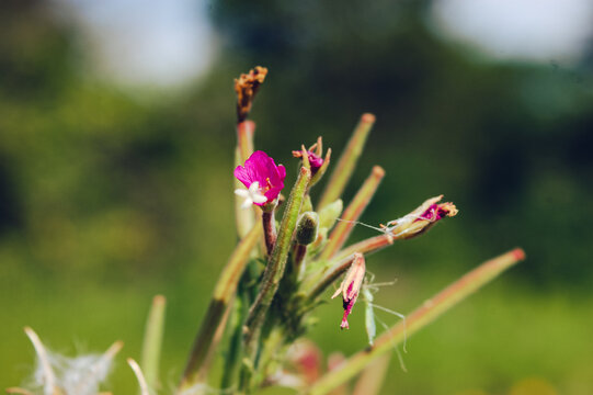 Pink Hairy Willowherb Buds, Spent Blossoms, and Flower Starting to Bloom in a Summer Meadow
