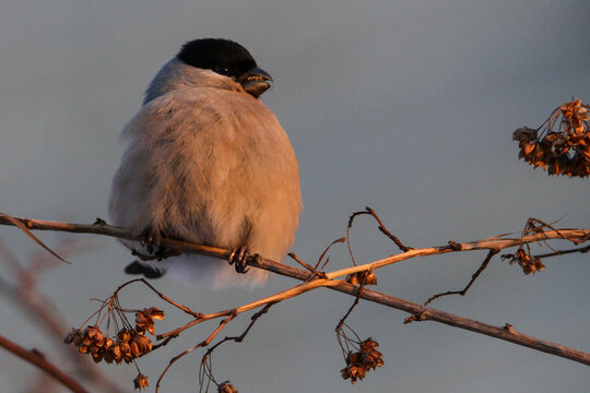 Eurasian bullfinch (pyrrhula pyrrhula) sits on a branch in the forest in a natural habitat: a portrait with a beautiful morning light
