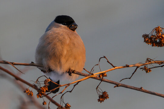 Eurasian bullfinch (pyrrhula pyrrhula) sits on a branch in the forest in a natural habitat: a portrait with a beautiful morning light