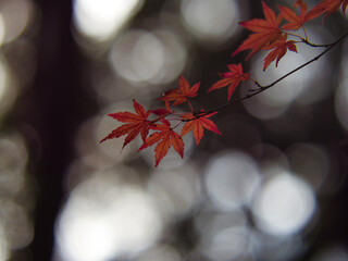 光を浴びる紅葉