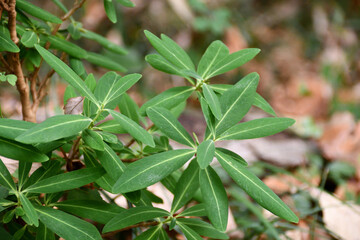 Obraz premium オニシバリの葉（12月頃）