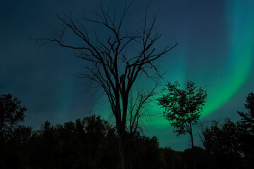 Large dead tree at night silhouetted against blue and green northern lights nobody