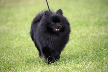German Spitz Klein
