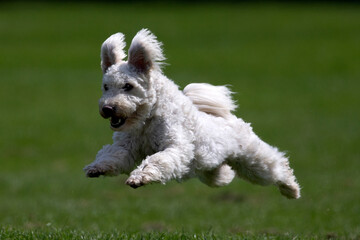 Hungarian Pumi