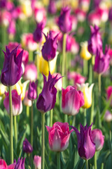 Colorful tulip beds at worlds largest tulip festival in Ottawa Canada