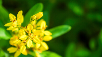 Photos of yellow flowers in the garden