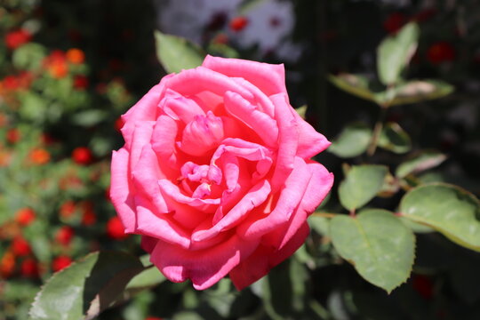 Flor rosa.