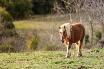 Naklejka na ściany i meble Horse walking in the field