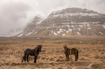 Two icelanding horses on the meadow, winter time, mountain landscape