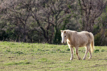 Obraz premium White horse walking in the field