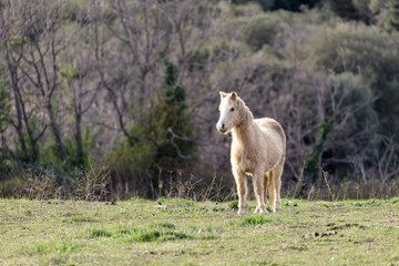 White horse looking left in the green pasture