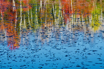 576-63 Birch Trunks and Fall Color Reflections, Big Island Lake