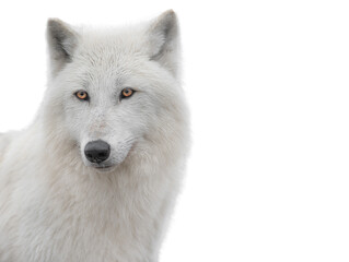 Obraz na płótnie Canvas portrait polar white wolf isolated on white background.