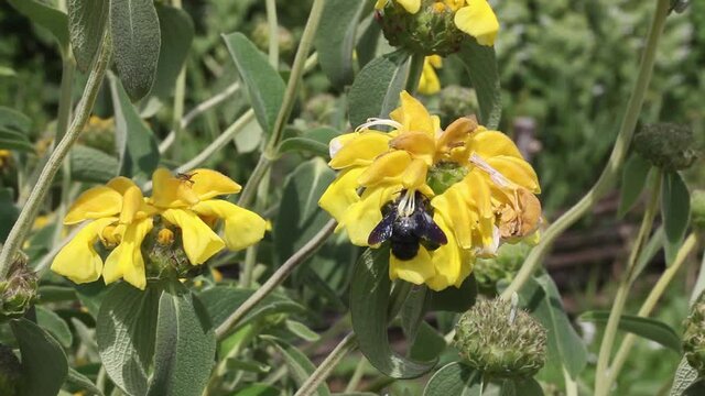 Abeille charpenti&egrave;re - xylocope violace - butinant une fleur de sauge de j&eacute;rusalem